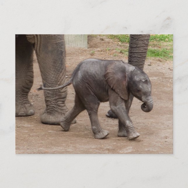 Baby Elephant Postkarte (Vorderseite)