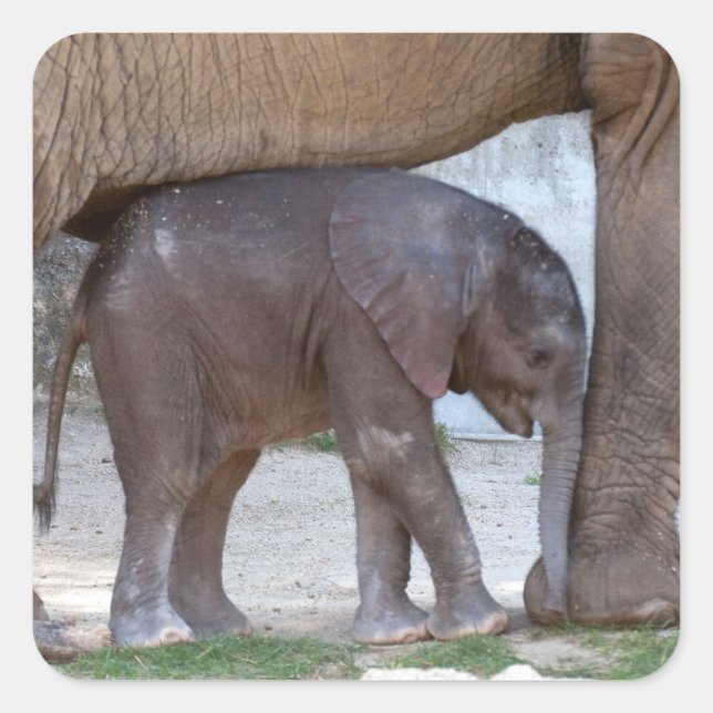 Baby Elephant Quadratischer Aufkleber (Vorderseite)
