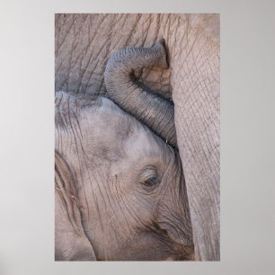 Baby Elephant Snuggles Poster