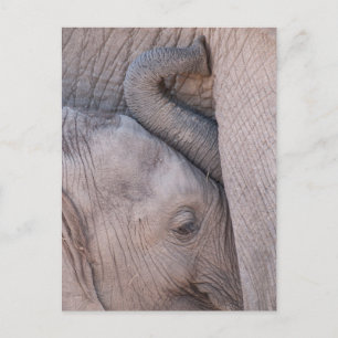 Baby Elephant Snuggles Postkarte