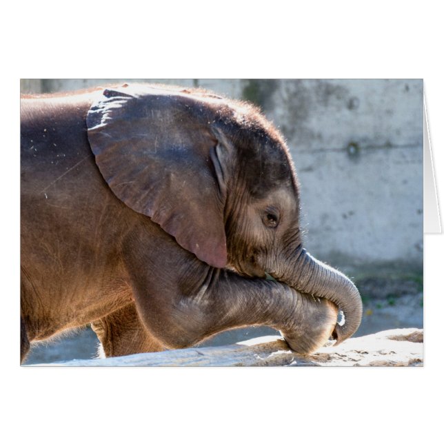 Baby Elephant spielen (Vorderseite (Horizontal))