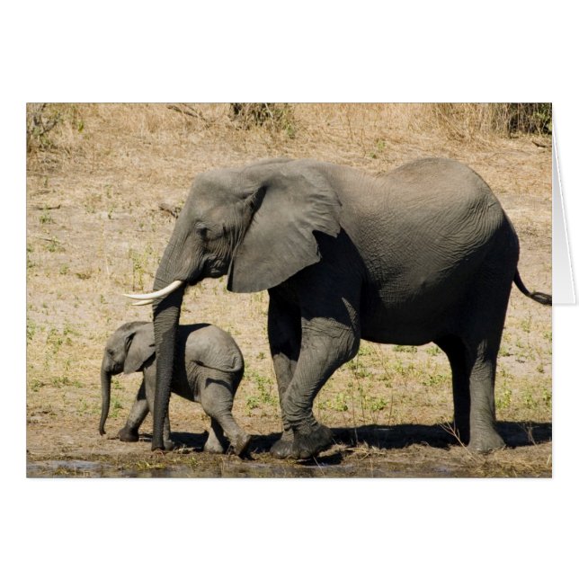 Baby Elephant und Mutter (Vorderseite (Horizontal))