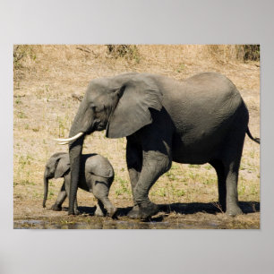Baby Elephant und Mutter Poster