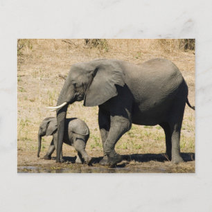 Baby Elephant und Mutter Postkarte