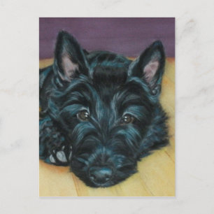 'Baby Em' - Scottie puppy Postkarte