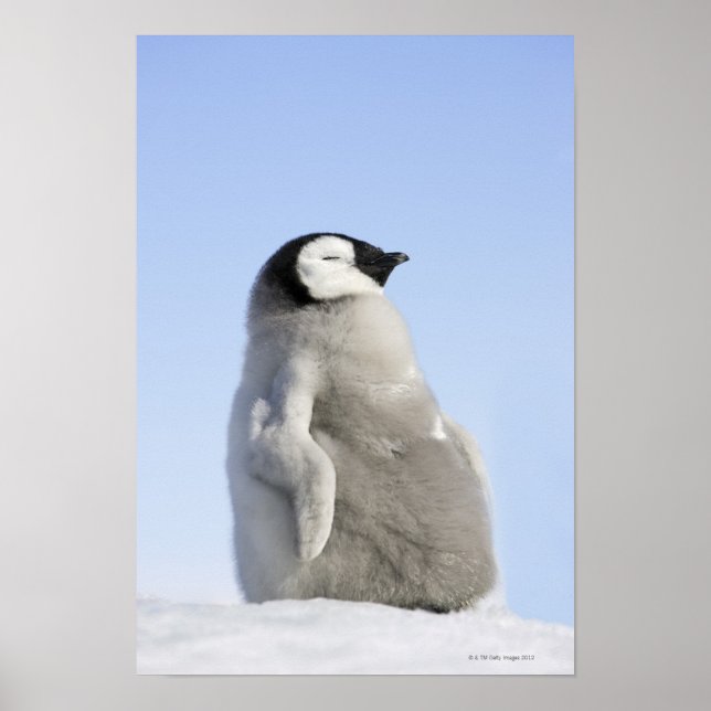Baby Emperor Penguin, Snow Hill Island Poster (Vorne)