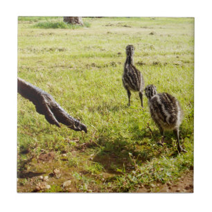 Baby Emu Chicks und Big Foot, Fliese
