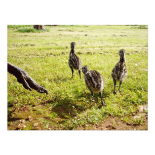 Baby Emu Chicks und Big Foot, Fotodruck