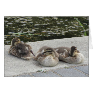 Baby-Enten