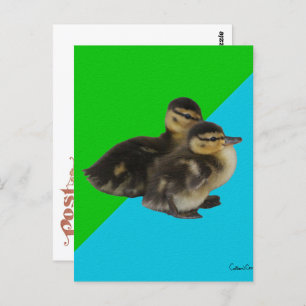 Baby Enten auf Grass Green und Sky Blue Postkarte