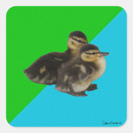 Baby Enten auf Grass Green und Sky Blue Quadratischer Aufkleber