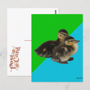 Baby-Enten auf grünem Gras und blauem Himmel Postkarte