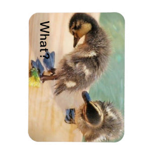 Baby-Enten, die was betrachten? Magnet
