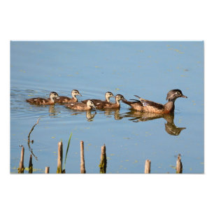 Baby Enten in Folge von Mutter Fotodruck