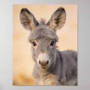 Baby-Esel-Porträt – Landhaus-Kinderzimmer-Kunst Poster
