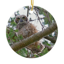 Baby-Eulen-Anstarren