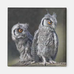 Baby-Eulen-Magnet Magnet