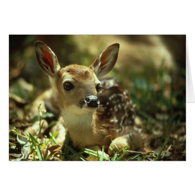 Baby Fawn (Vorderseite (Horizontal))