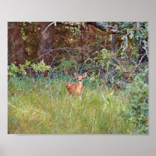 Baby Fawn Deer in Wild in Texas Poster