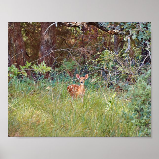 Baby Fawn Deer in Wild in Texas Poster (Vorne)