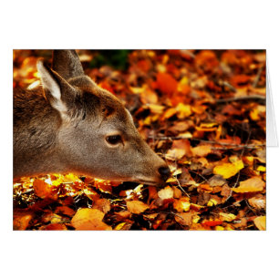 Baby-Fawn schnüffelt die Herbstblätter auf dem Bod