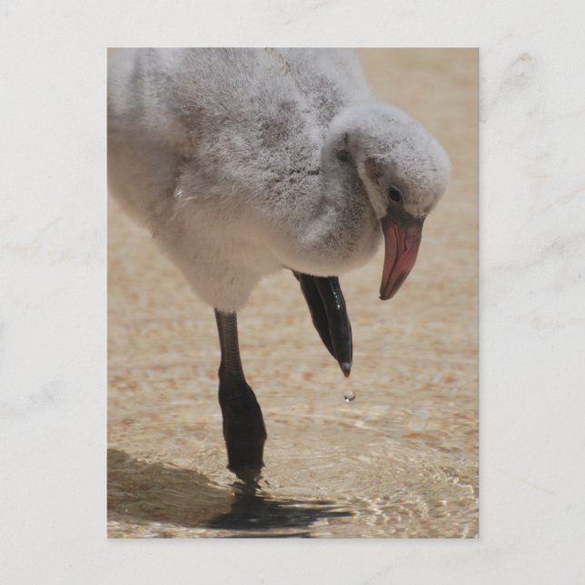 Baby Flamingo Postcard Postkarte (Vorderseite)
