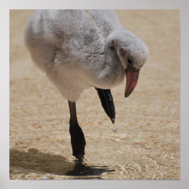 Baby Flamingo Poster (Vorne)