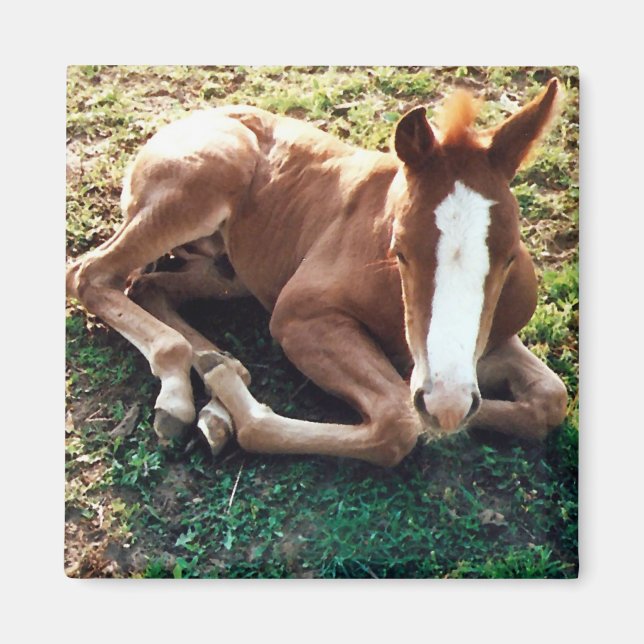 Baby foal Magnet Horse (Vorne)