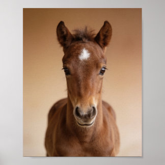 Baby-Fohlen-Porträt – Süße Kinderzimmer-Tier-Wandk Poster