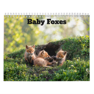 Baby Füchse 2027 Kalender