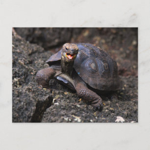 Baby Galapagos Giant Tortoise Postkarte