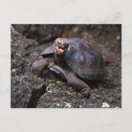 Baby Galapagos Giant Tortoise Postkarte