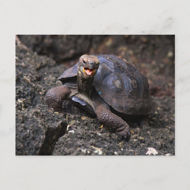 Baby Galapagos Giant Tortoise Postkarte (Vorderseite)