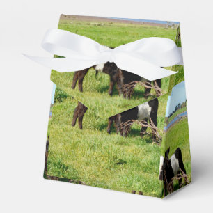Baby Galloway Calves, Gefälligkeitskasten Geschenkschachtel