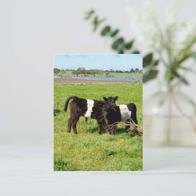 Baby Galloway Calves, Postcard Postkarte (Stehend Vorderseite)