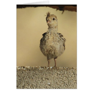 Baby Gambel's Quail