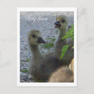 Baby-Gänse-Foto-Postkarte Postkarte