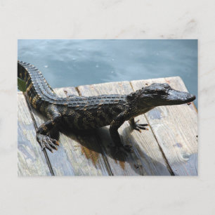 Baby Gator Postkarte