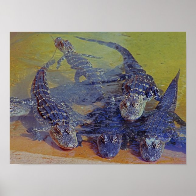 Baby Gators Poster (Vorne)