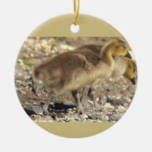 Baby Geese Foto Ornament