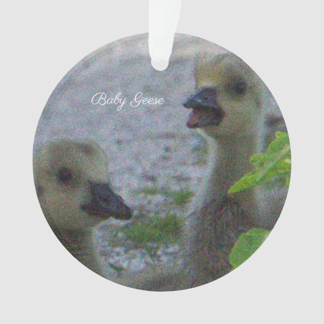 Baby Geese Foto Ornament (Vorderseite)