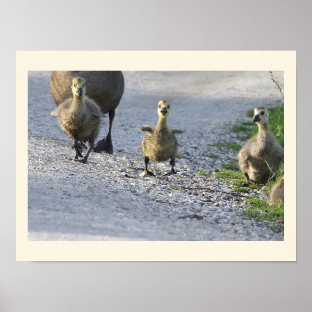Baby Geese Foto Poster (Vorne)