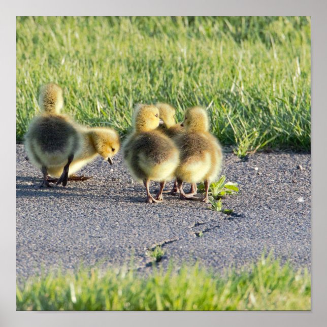 Baby Geese Foto Poster (Vorne)