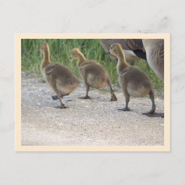 Baby Geese Postcard Postkarte (Vorderseite)