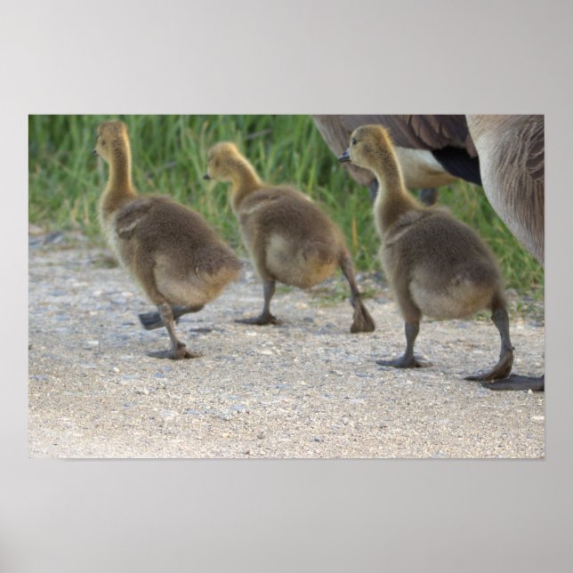 Baby Geese Poster (Vorne)