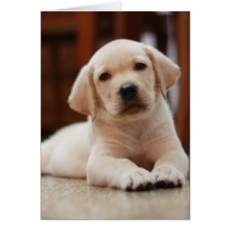 Baby-gelbes Labrador-Hündchen, das auf Bauch legt