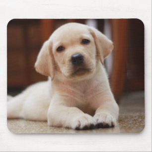 Baby-gelbes Labrador-Hündchen, das auf Bauch legt Mousepad