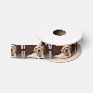 Baby-gelbes Labrador-Hündchen, das auf Bauch legt Satinband