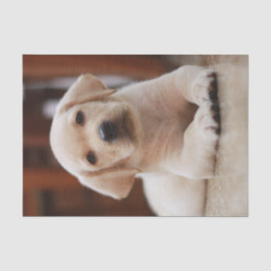 Baby-gelbes Labrador-Hündchen, das auf Bauch legt Seidenpapier