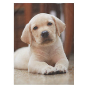 Baby-gelbes Labrador-Hündchen, das auf Bauch legt Tischdecke